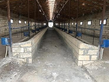 sekide: 100 sot, Kənd təsərrüfatı, Barter mümkündür, Kupça (Çıxarış) — 2