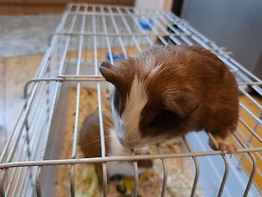 kənd heyvanları: Məhsul: Qvineya donuzu balaları (ev heyvanı) Təsvir: - Rəng çeşidi — 10