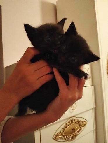 pişik yuva: В добрые руки — 4