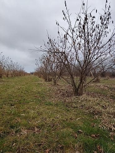 turkanda bag evi: Kənd təsərrüfatı — 2