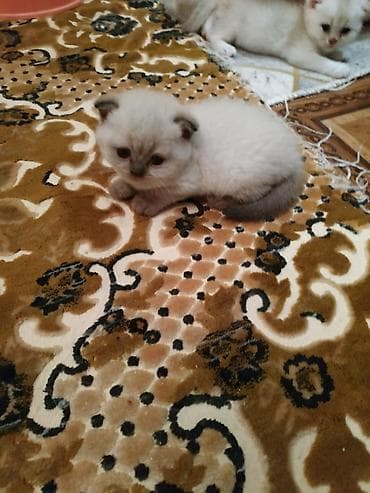 британская шиншилла: Шиншилла — 4