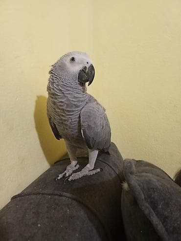 Зоотовары: Jako bala tutuquşu Danışır, ələ öyrəşib,sağlamdır — 3