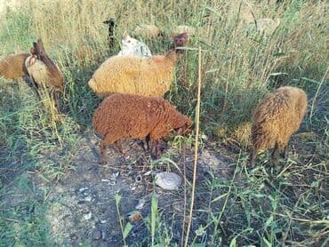 arpa toxumu satışı: Məhsul: Qoyun sürüsü 11 boğaz qoyun bir qoç 9bir qarın doğub 2si — 4