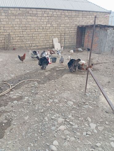 Akvariumlar: Erkək, Damazlıq — 4