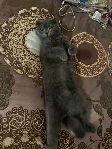 pişik cutləşdirmək: Şotland yastı qulaq — 4