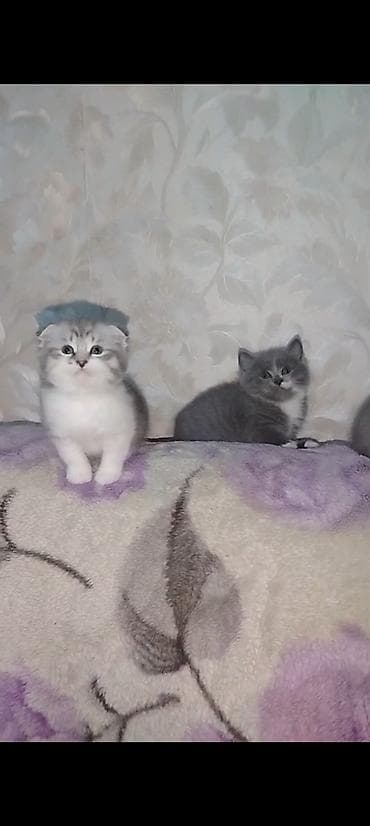 şotlanski pişik: Şotland, Erkək, Dişi, Yaxşı əllərə, Ünvandan götürmə — 7