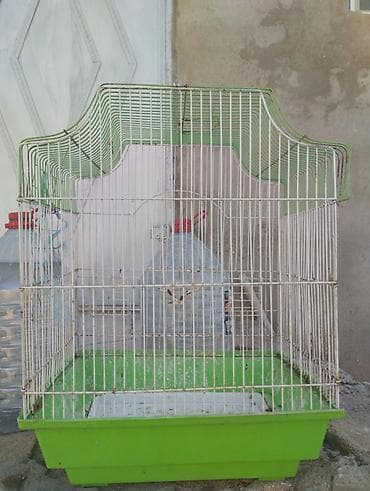 dövsan: Quş qəfəsləri – müxtəlif ölçülərdə və rənglərdə Təsvir: - Dörd ədəd — 2