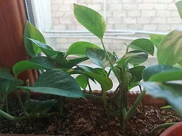 Epipremnum aureum (Pothos, “Scindapsus”) otaq bitkisi – dekorativ