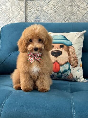 toy budel: Pudel, 3 ay, Erkek, Peyvəndli, Ünvandan götürmə — 25