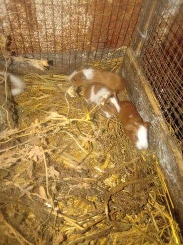 gəlincik heyvan: 3dene svinka erkekdiler 20gunluk tek 17man 2dene alana 15mandan 1ri — 3