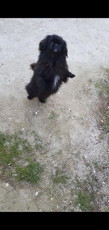 itləe: Pekines, 1 il, Erkek — 2