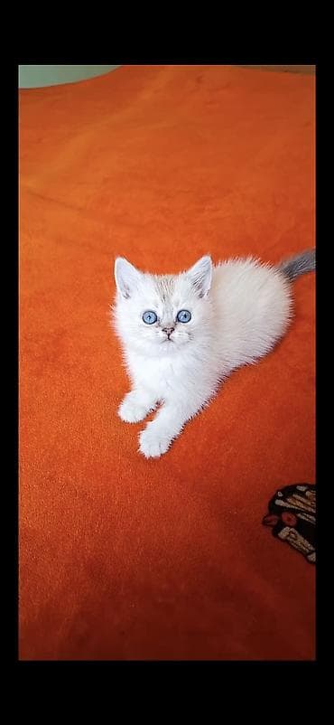 anqor pişik: Şotland yastı qulaq — 3