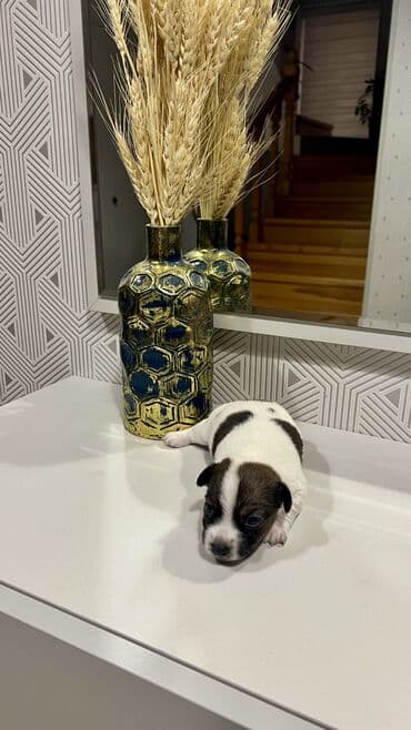 bala it satışı: Cek rassel teryer, Dişi, Ünvandan götürmə — 6