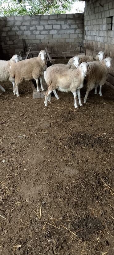 cins inekler: Satışda qoyun sürüsü - Növ: ətlik/yunlu yerli damazlıq tipli qoyunlar — 4