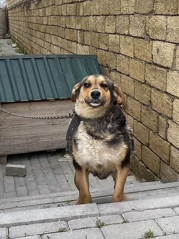 atım qurğu: İt oz itimdi cox akdiv itdir peyvendi vaxdi vaxdinda vurulur qiymet — 6