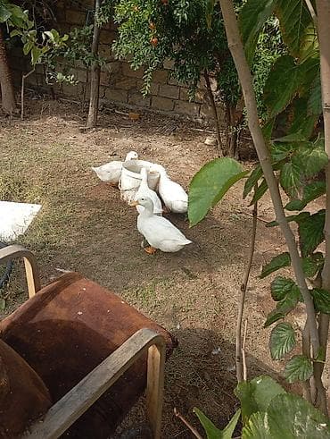 akvarium satilir: Münasib qiymətə ördəklər satılır — 4