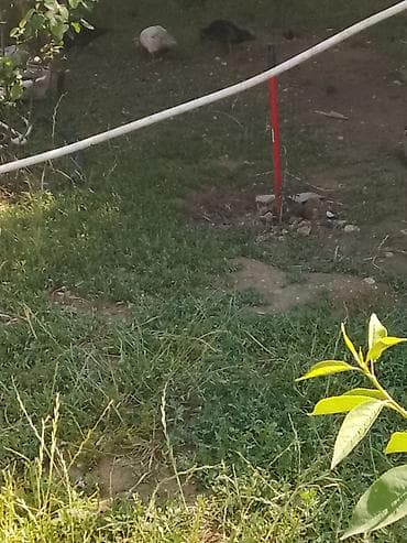 Macar ördeyi lal 5 manatdan 10 manata qədər qiymetlerle — 2