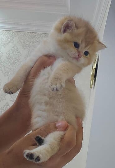 şotlan pişik: Şotland yastı qulaq, Erkək, Dişi, Yaxşı əllərə, Ünvandan götürmə, Pulsuz çatdırılma, Ödənişli çatdırılma — 143