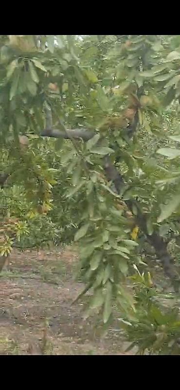 quru çay: Məhsul: Badam bağından təzə yığılmış badam (qabıqlı) Təsvir: - — 9