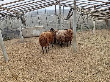 qala qoyunlar: Dişi, Qala, il: 1, 50 kq, Damazlıq, Ünvandan götürmə — 10