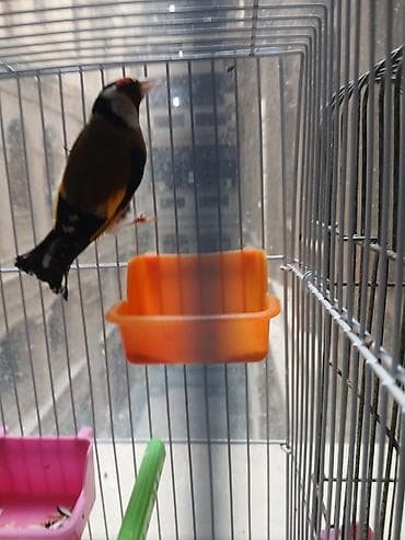ev sicani: Məhsul: İki quş və qəfəs dəsti - Amadin . bulbul . valnisti . korella — 1