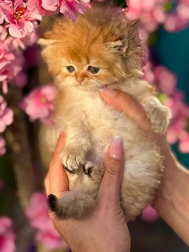 bakida at bazari: Şinşilla, Pulsuz çatdırılma — 1