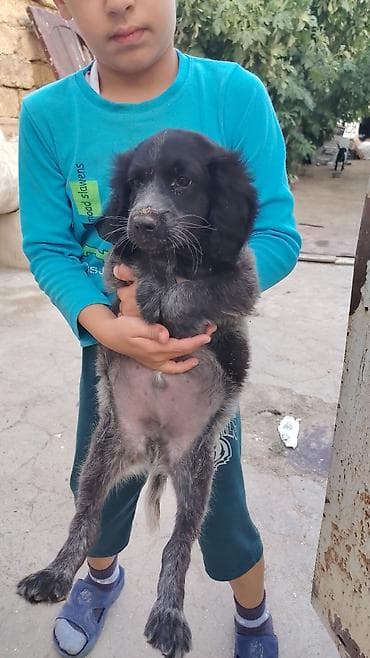 köpek it adlari: 2 ay, Erkek — 2