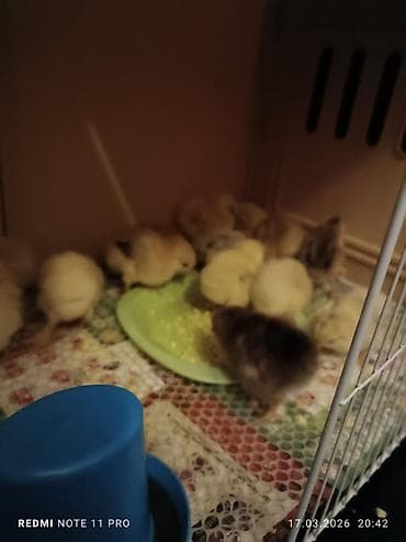 brama toyuqları: Куриные цыплята, Для мяса, Самовывоз — 4