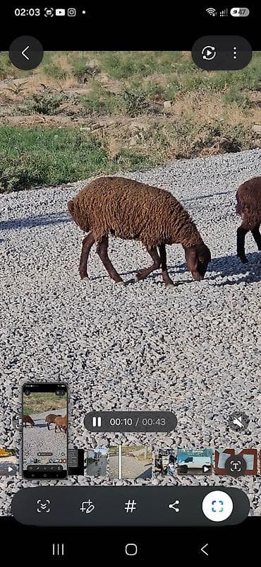 kanada sortu hinduska: 10 quzudu saxlaya bilmirəm 2800 manata ziyana satıram 9 dişi 1 — 4