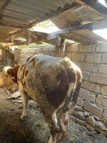 bmw 1 серия 116d at: 1qarin dogub — 2