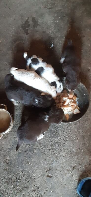 itlərin satşı: Zvanok balalari satilir qiymet 1 ededine aiddi unvan bileceri — 2