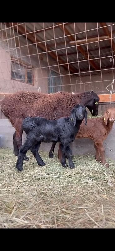 qoyun sekili: Qoyun və quzu dəsti - Ana qoyun: yerli ətlik-tip (qara başlı — 8