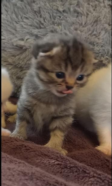 heyvan oyuncaqlari: Şotland, Ödənişli çatdırılma — 3