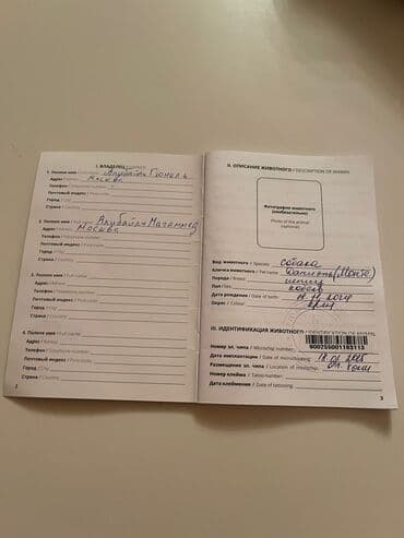 отдам в добрые руки шпица: Təmiz cins Pomeranian Spitz balası. Doğum tarixi: 12.11.2024. Çipli — 12