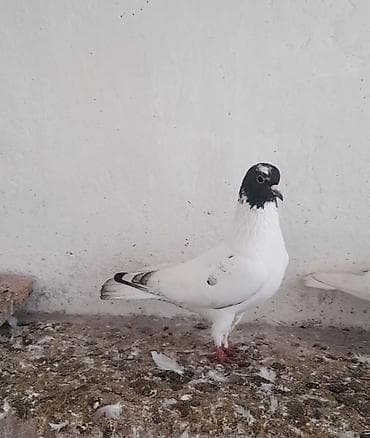 Pişiklər: Tutulma erkey unvan əmircan — 2