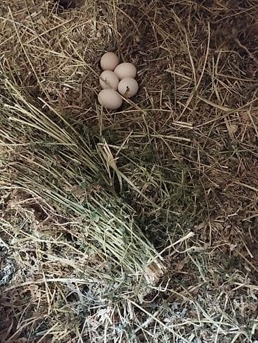 gəncə toyuq satan: Həyət yumurtası satilir optum gunə 100-130 arasi istəyən əlaqə — 3