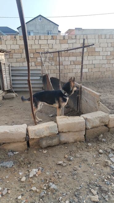 собака отдам в хорошие руки: Alman çoban iti, 6 ay, Erkek — 6