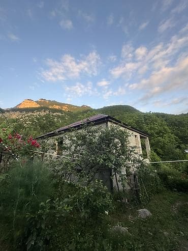 ev gulleri ve adları: Dırmaşan qızılgül kolları – dekorativ sarmaşıq gül - Növ — 4