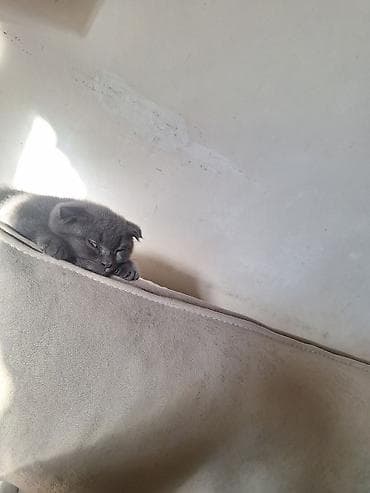 Pişiklər: Şotland yastı qulaq — 2