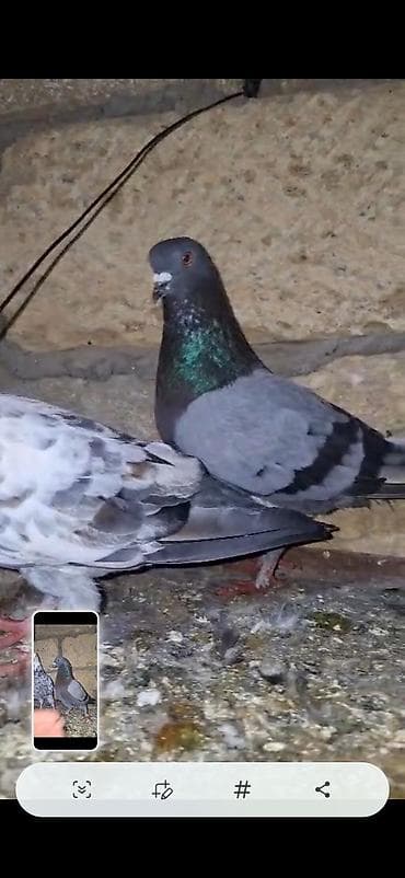 Tutuquşları: Salam. görvlər bakidədi cut satlər ucşna cavdehəm 2 sində — 3