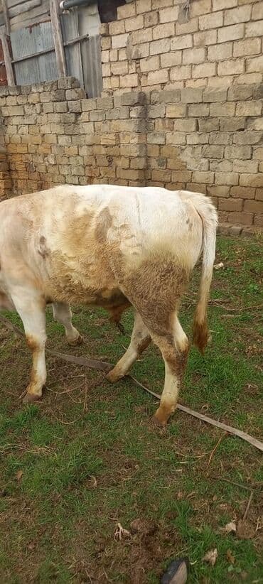 cins buzovların satışı: Satlıq erkək dana/buzaq - Növ: iri buynuzlu heyvan, erkək - Rəng — 3