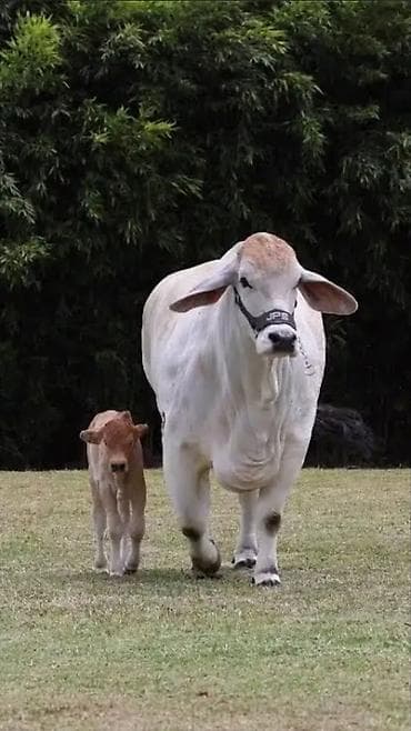 Коровы, быки: Brahman cinsi iri buynuzlu heyvanlar - İstiqamət: ət və damazlıq - — 2