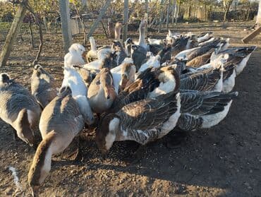 mebel ustu qazlar: Qaz sürüsü – yerli saxlanış - Növ: ev qazları (boz-ağ rəngli, böyük — 5