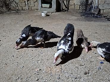 Kőçle bagli satilir tecili. endirim ederem. Məlumat üçün şəkillərə