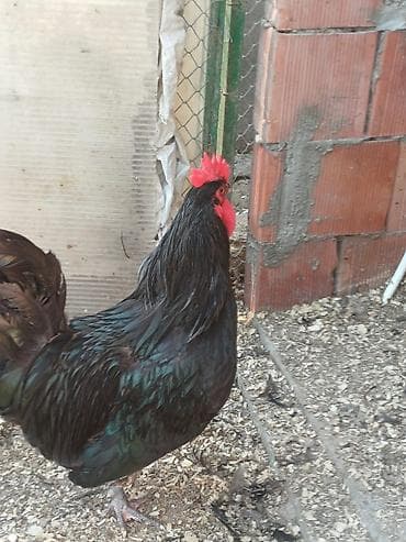 Сельхоз птицы: Məhsul: Xoruzlar ve mayali yumurtalar satisda Təsvir: - — 3