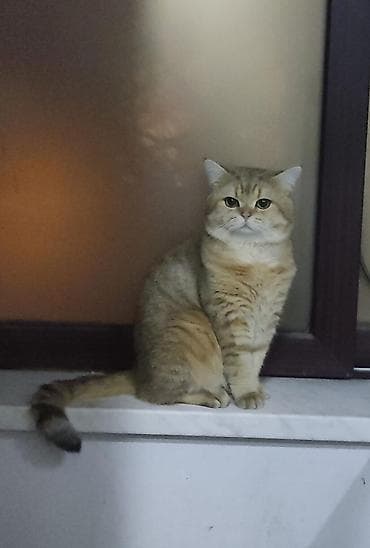 pişik satisi: Qızıl şinşilla, Erkək, Yaxşı əllərə, Ünvandan götürmə, Ödənişli çatdırılma — 1