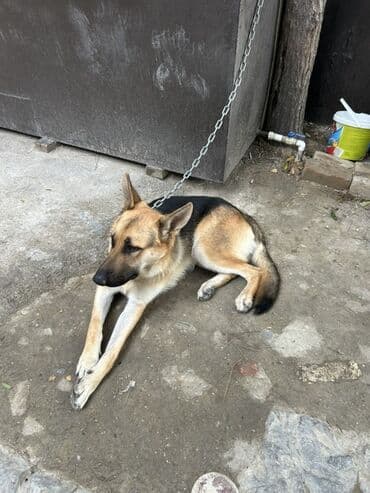 купить хаски щенка: Хаски, 9 месяцев, Самец, Самовывоз — 1