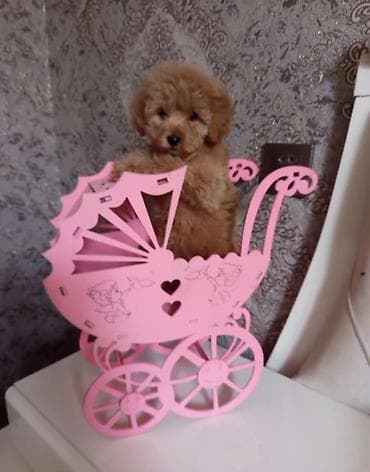 it insan seksi: Pudel, 2 ay, Dişi — 1