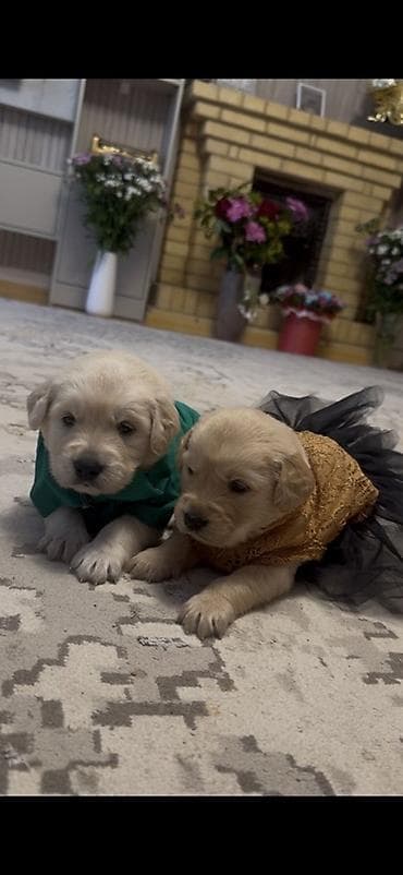 sirin it sekilleri: Retriever — 2