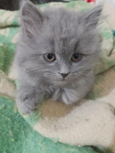 pişim: Britan — 4